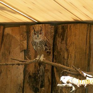Indian eagle-owl