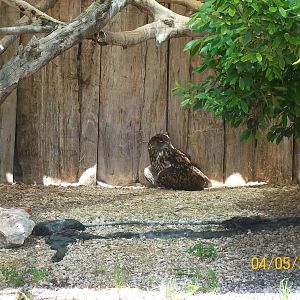 Eurasian eagle-owl