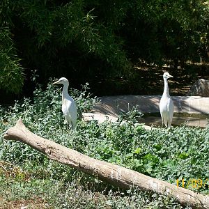 Cattle egret