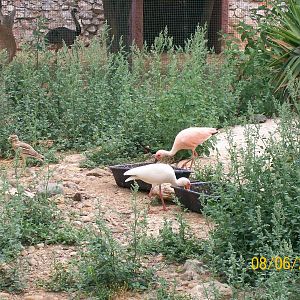 Just a pink scarlet ibis or a possible eudocimus hybrid?
