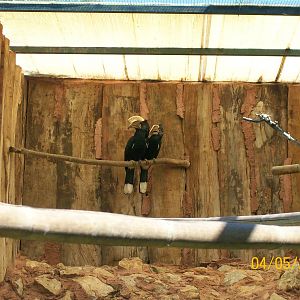 Silvery-cheeked hornbill