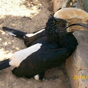Silvery-cheeked hornbill