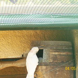 Salmon-crested cockatoo