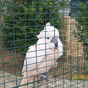 Salmon-crested cockatoo