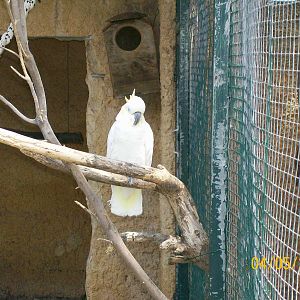 Sulphur-crested cockatoo