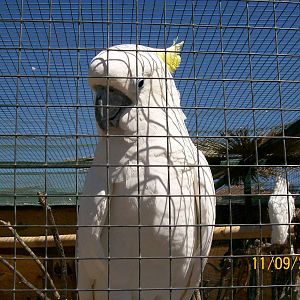 Sulphur-crested cockatoo