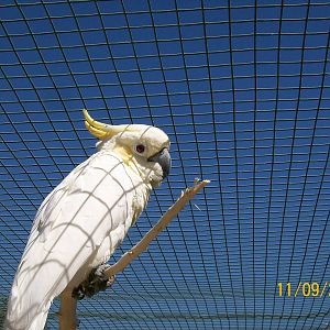 Yellow-crested cockatoo
