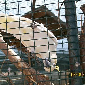 Yellow-crested cockatoo