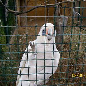 Little corella