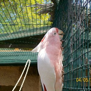 Major Mitchell's cockatoo