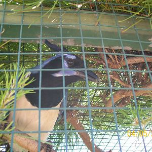 Black-throated magpie-jay