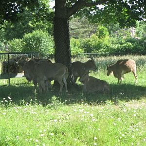 Old Reindeer Enclosure