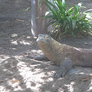 Komodo Dragon
