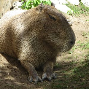 Kid's Zoo Capybara