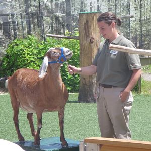 Waterside Theater-Holly