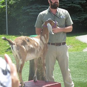 Waterside Theater-Niles