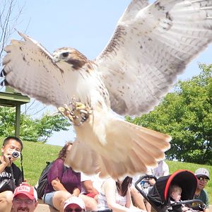 Waterside Theater-Rosie