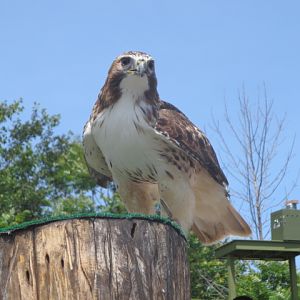 Waterside Theater-Rosie