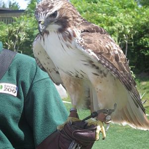 Waterside Theater-Rosie