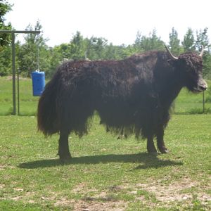 Eurasian Wilds Drive Through-Yak