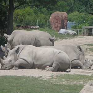 African Savanna-White Rhinoceros