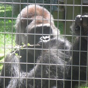 Outdoor Gorilla-Charles (Silverback)