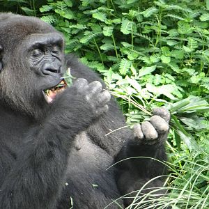 Gorilla, Houston Zoo