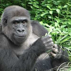 Gorilla, Houston Zoo