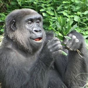Gorilla, Houston Zoo