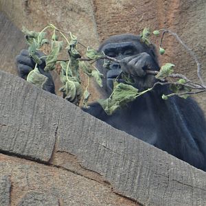 Gorilla, Houston Zoo