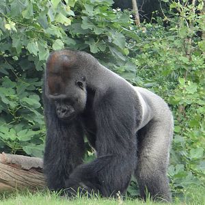Gorilla, Houston Zoo
