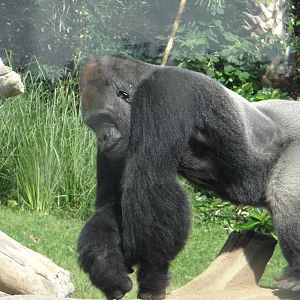 Gorilla, Houston Zoo