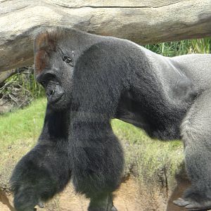 Gorilla, Houston Zoo