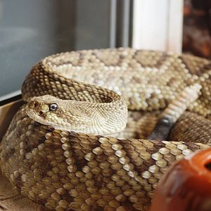 Mexican West Coast Rattlesnake at Cabarceno, 11/06/15