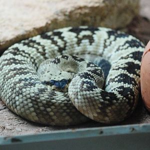Black-tailed Rattlesnake at Cabarceno, 11/06/15