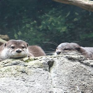 Asian small-clawed otters