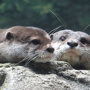 Asian small-clawed otters