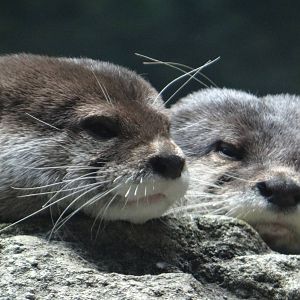 Asian small-clawed otters