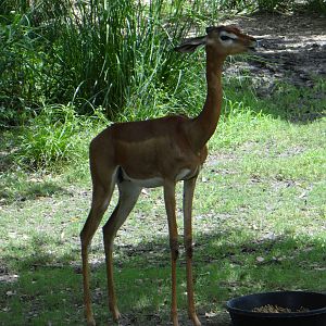 Gerenuk