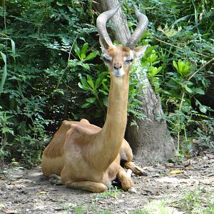 Gerenuk