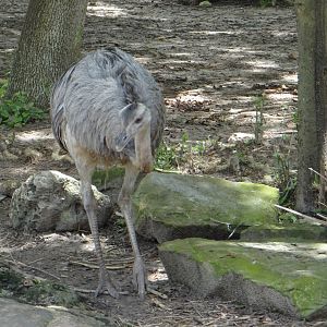 Greater rhea