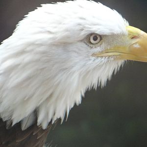 MURICA (bald eagle)