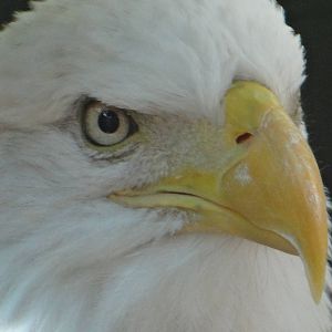 MURICA (bald eagle)
