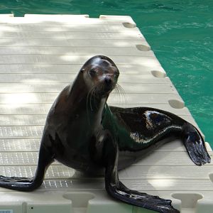 Sea lion