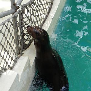 Sea lion