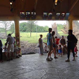 Gorilla viewing area