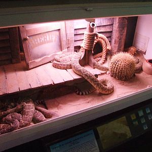 Western Diamondback Rattlesnake Exhibit at Cabarceno, 11/06/15