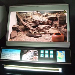 Timber Rattlesnake Exhibit at Cabarceno, 11/06/15