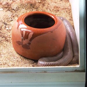 Cape Coral Snake at Cabarceno, 11/06/15