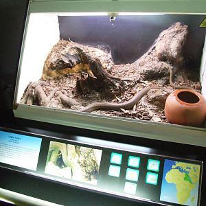 Nubian Cobra Exhibit at Cabarceno, 11/06/15